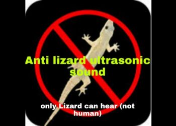 Quel produit pour repousser les lézards ?