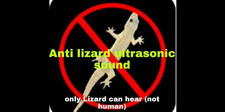 Quel produit pour repousser les lézards ?