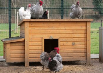 Quel produit utiliser pour désinfecter un poulailler ?