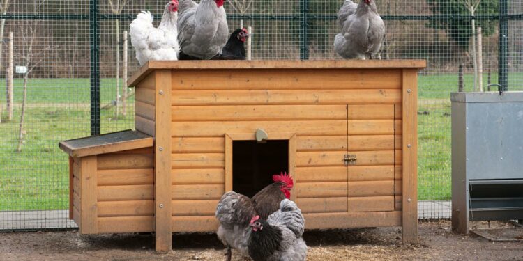 Quel produit utiliser pour désinfecter un poulailler ?