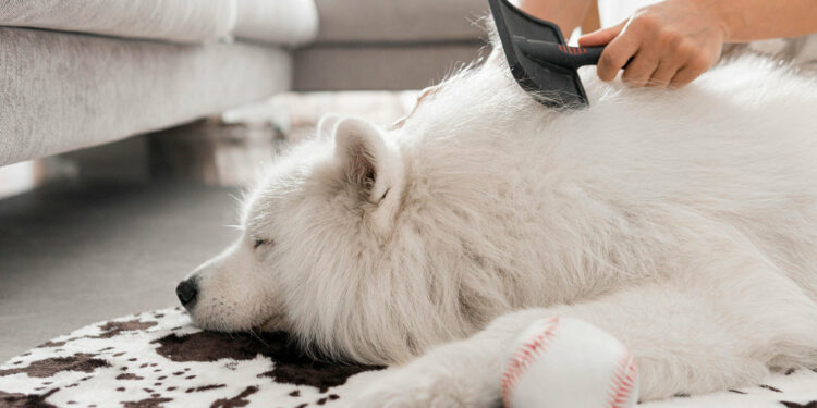 Quel pulseur pour un Samoyède ?