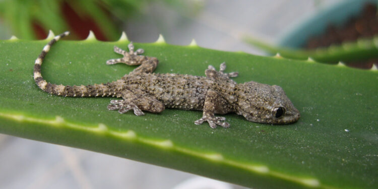 Quel quantité de nourriture pour un gecko ?