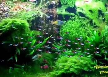 Quel rampe LED pour aquarium planté ?