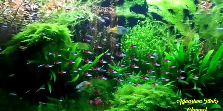 Quel rampe LED pour aquarium planté ?