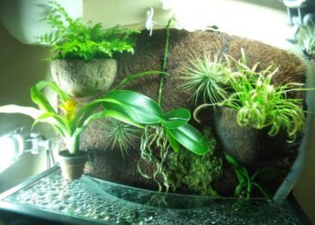 Quel reptile dans un paludarium ?