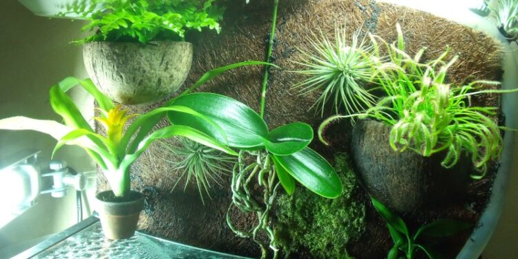 Quel reptile dans un paludarium ?