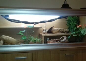 Quel reptile dans un paludarium ?