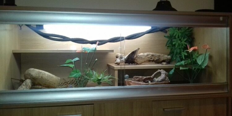 Quel reptile dans un paludarium ?