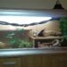 Quel reptile dans un paludarium ?