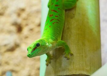 Quel reptile est affectueux ?