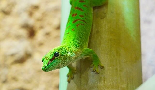 Quel reptile est affectueux ?