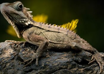 Quel reptile pour enfants ?