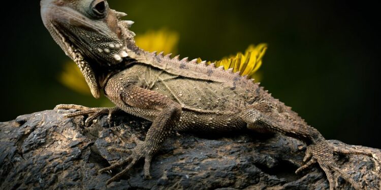 Quel reptile pour enfants ?