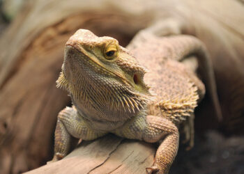 Quel reptile pour un débutant ?