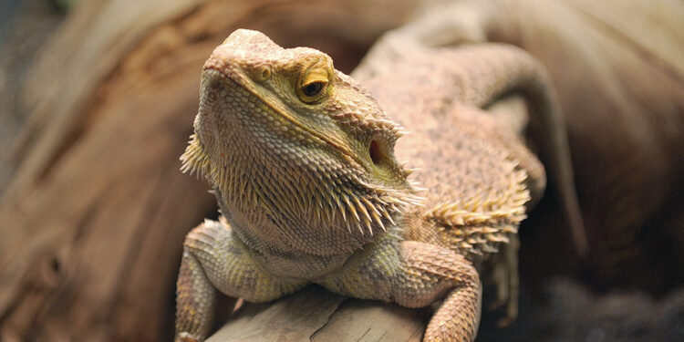 Quel reptile pour un débutant ?