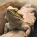Quel reptile pour un débutant ?