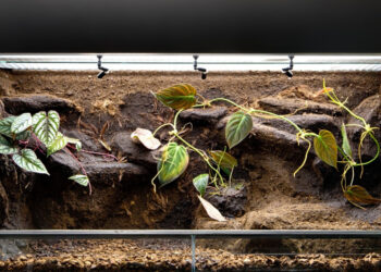 Quel reptile pour un débutant ?