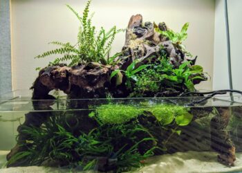 Quel reptile pour un paludarium ?