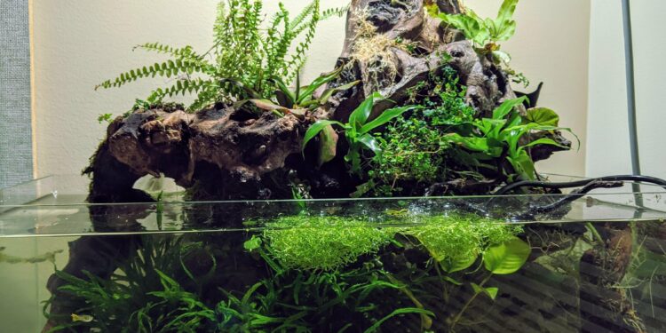 Quel reptile pour un paludarium ?