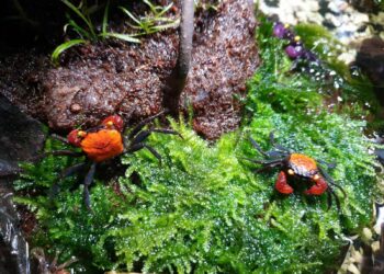 Quel reptile pour un paludarium ?