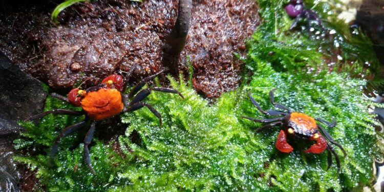 Quel reptile pour un paludarium ?