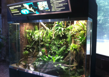 Quel reptile pour un paludarium ?