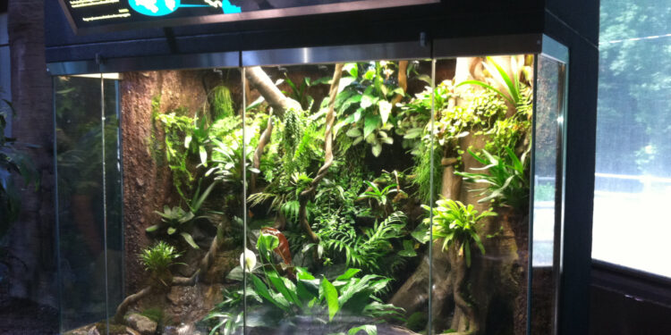 Quel reptile pour un paludarium ?