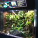 Quel reptile pour un paludarium ?