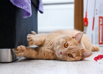 Quel répulsif naturel pour chat ?