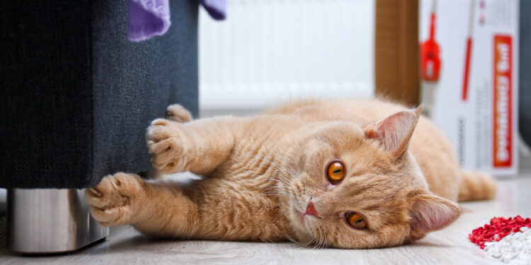 Quel répulsif naturel pour chat ?