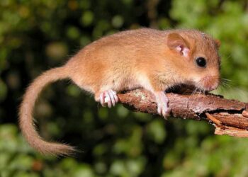 Quel rongeur dans les murs ?