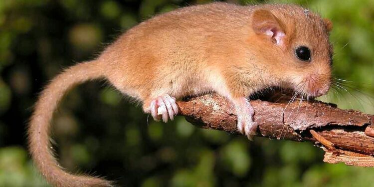 Quel rongeur dans les murs ?