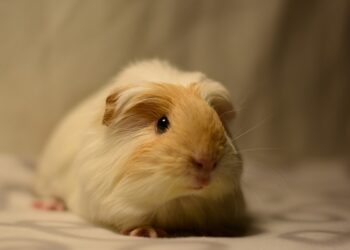 Quel rongeur enfants ?