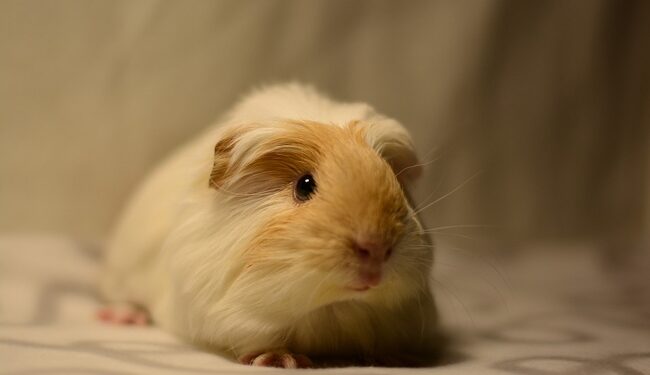 Quel rongeur enfants ?