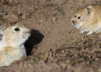 Quel rongeur est affectueux ?