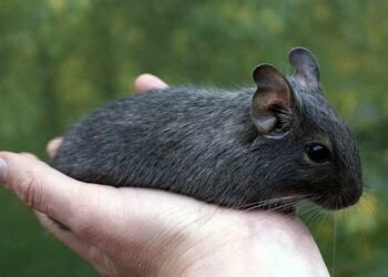 Quel rongeur est le plus câlin ?