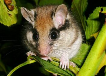 Quel rongeur est noir ?