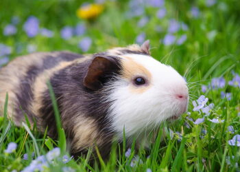 Quel rongeur ne pu pas ?