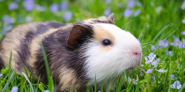 Quel rongeur ne pu pas ?