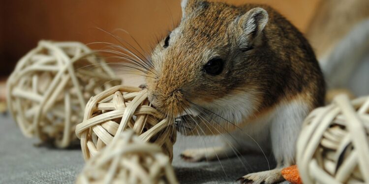 Quel rongeur ne pu pas ?