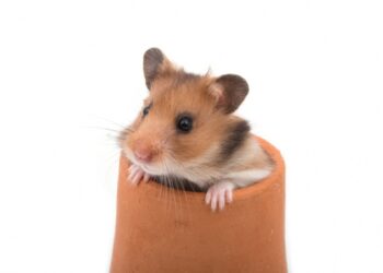 Quel rongeur ne pu pas ?