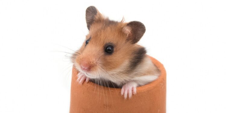 Quel rongeur ne pu pas ?