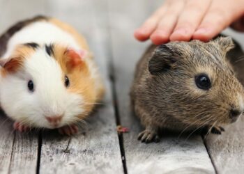 Quel rongeur ne pu pas ?