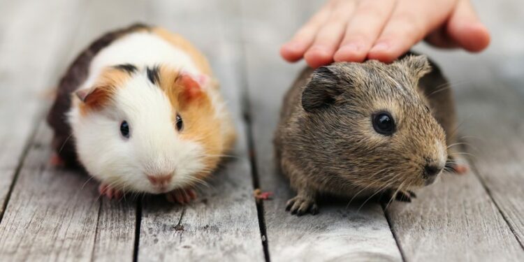 Quel rongeur ne pu pas ?