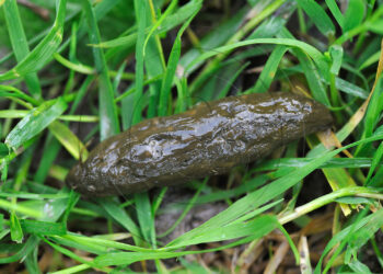 Quel rongeur sort la nuit ?