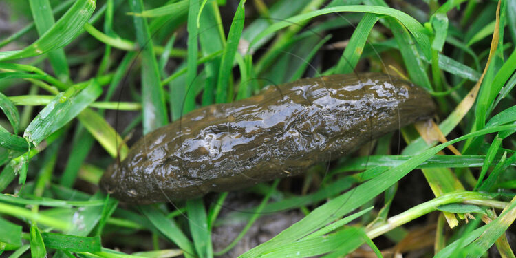 Quel rongeur sort la nuit ?