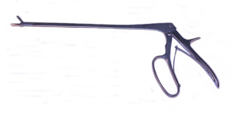 Quel rongeur sort la nuit ?