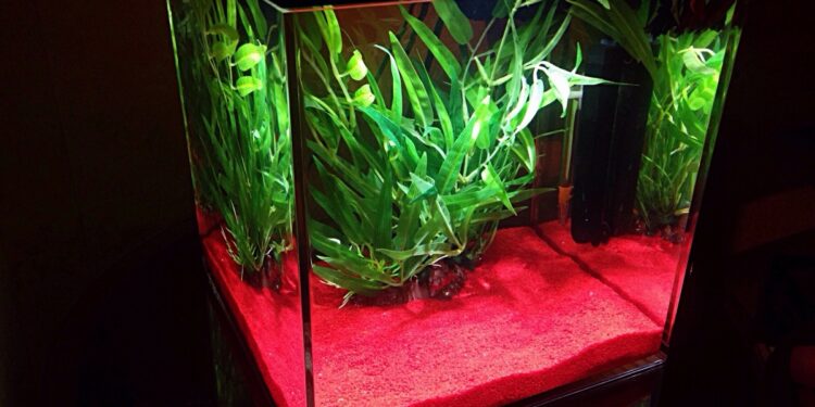 Quel sable poisson rouge ?