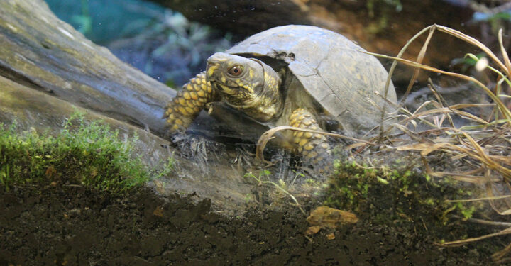 Quel sable pour les tortues ?