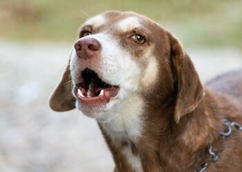 Quel sanction pour un chien qui aboie ?